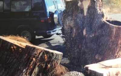 Silver Maple – Linn Street, Bellefonte, PA