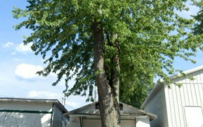 Silver Maple – Helen’s Perogie Place, E. Rhone Ave.